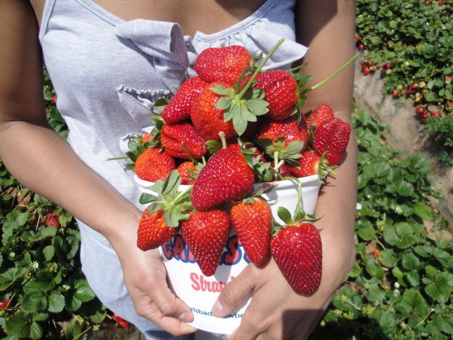 Strawberries From Carlsbad U Pick In San Diego 
